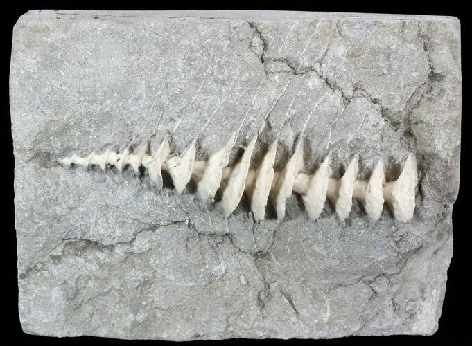Archimedes Screw Bryozoan Fossil - Illinois #53349